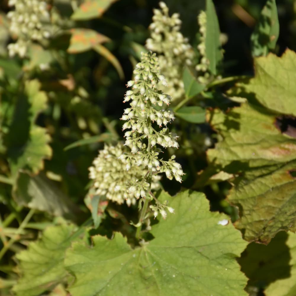 NetPS Plant Finder (www.netpsplantfinder.com)