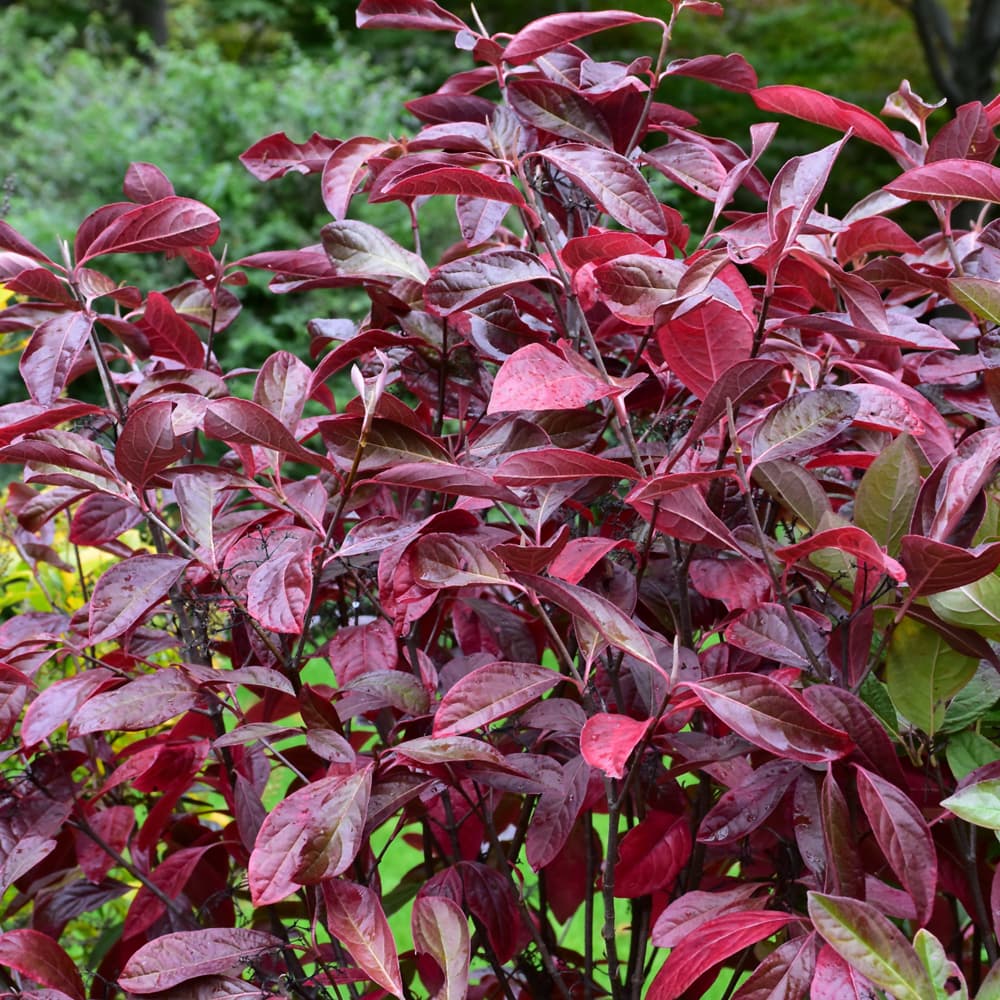 NetPS Plant Finder (www.netpsplantfinder.com)