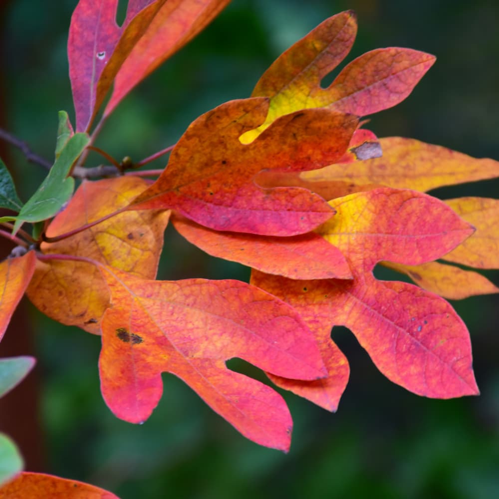 NetPS Plant Finder (www.netpsplantfinder.com)