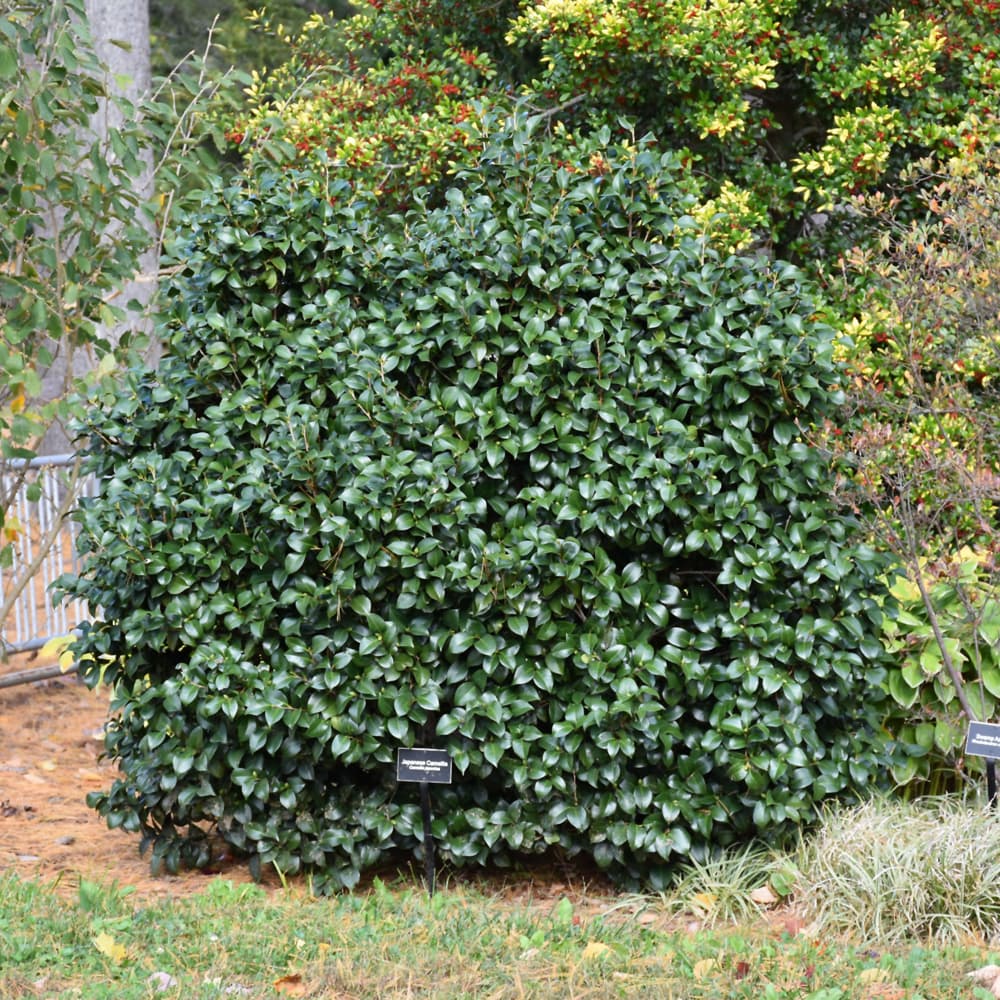 NetPS Plant Finder (www.netpsplantfinder.com)