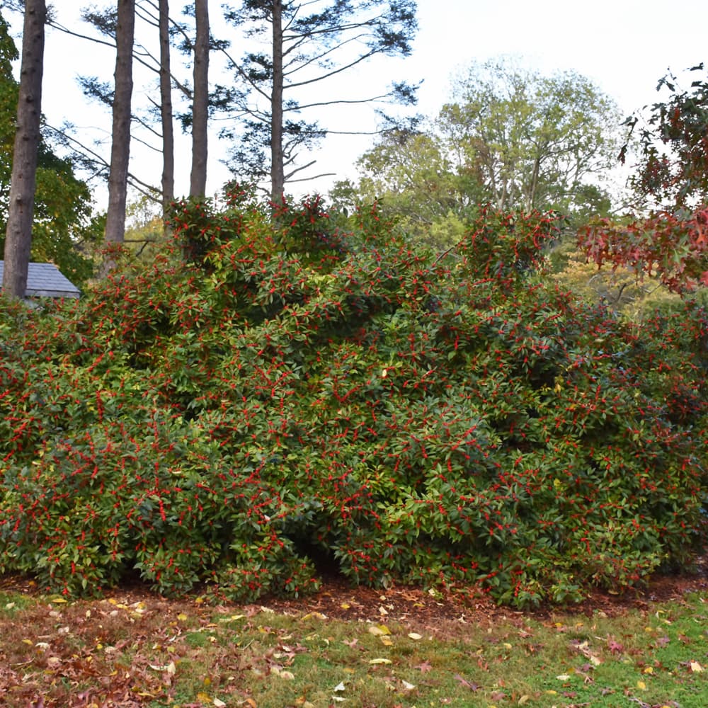 NetPS Plant Finder (www.netpsplantfinder.com)