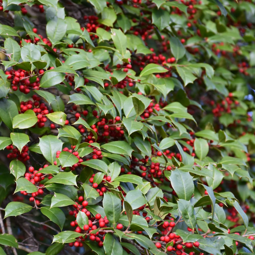NetPS Plant Finder (www.netpsplantfinder.com)