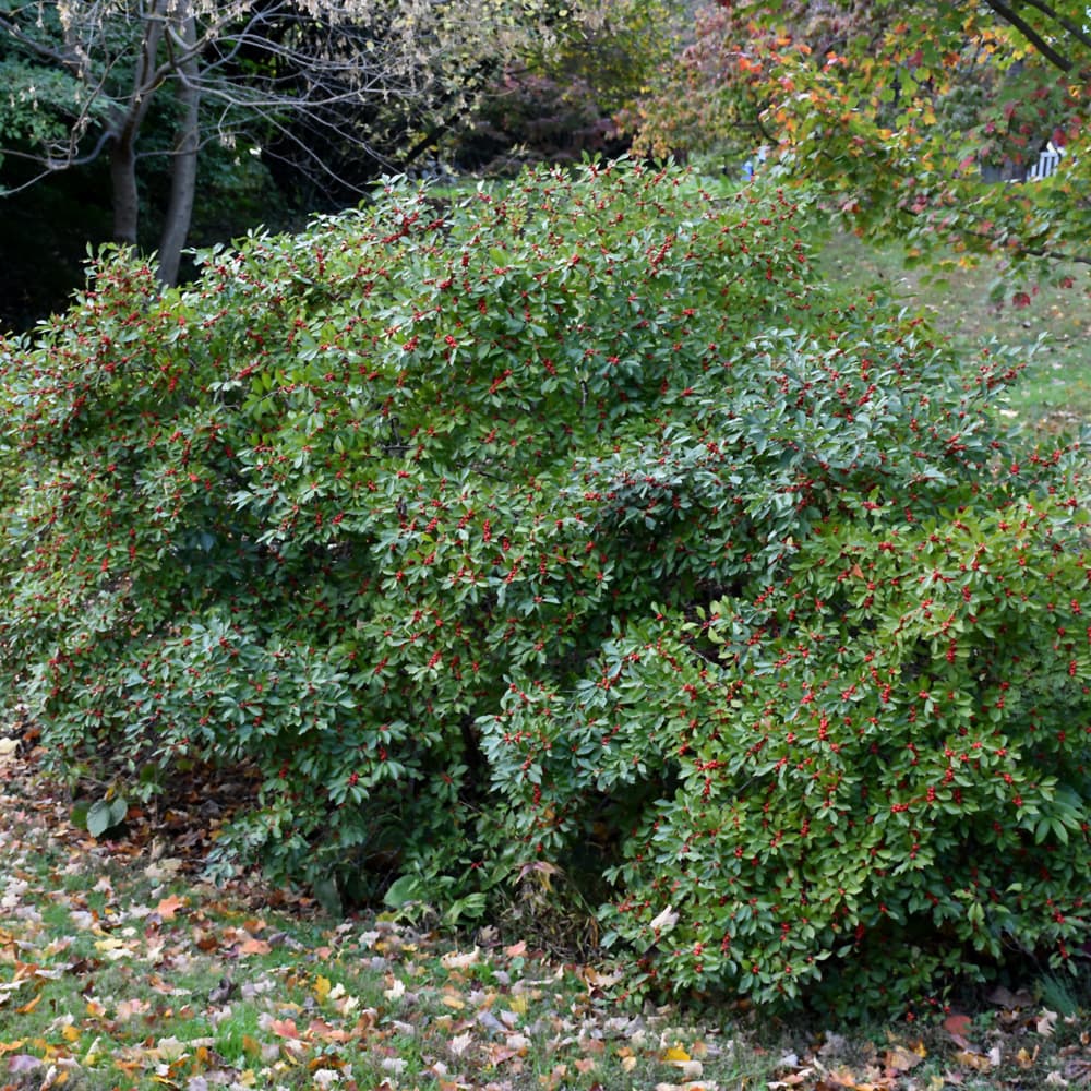 NetPS Plant Finder (www.netpsplantfinder.com)