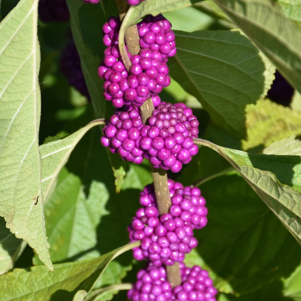 Beautyberry