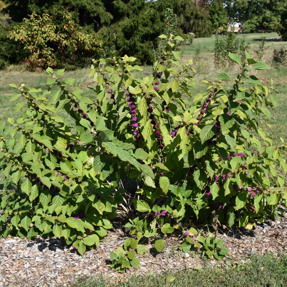 NetPS Plant Finder (www.netpsplantfinder.com)