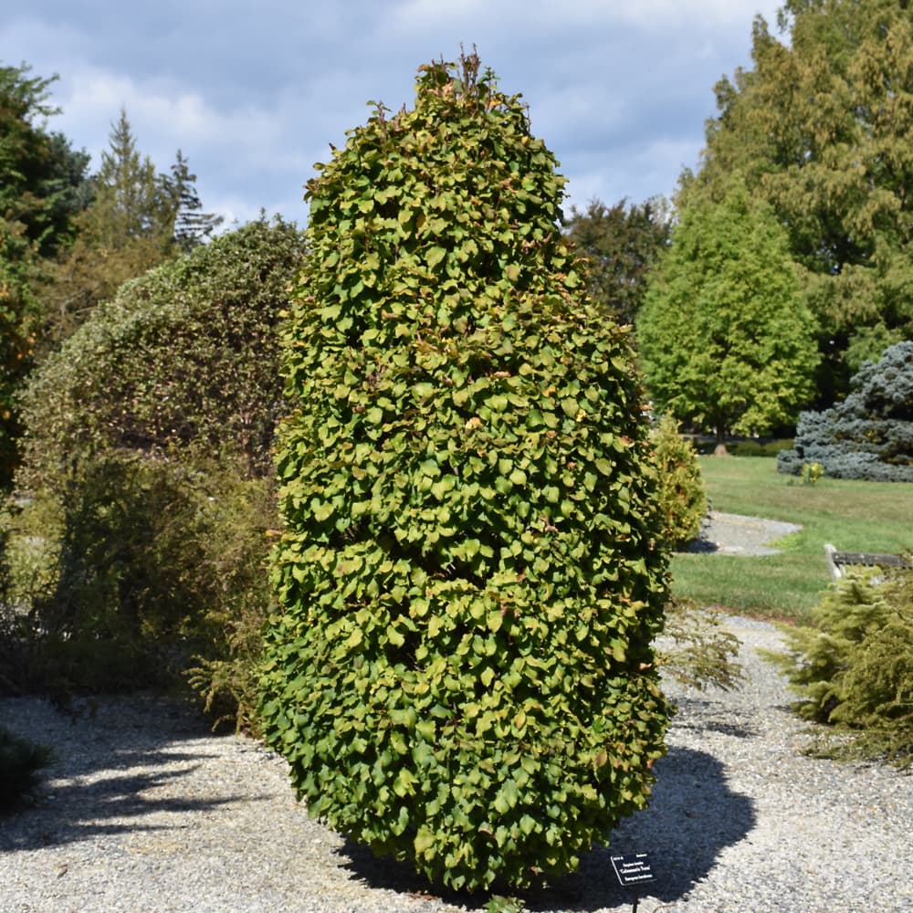 NetPS Plant Finder (www.netpsplantfinder.com)