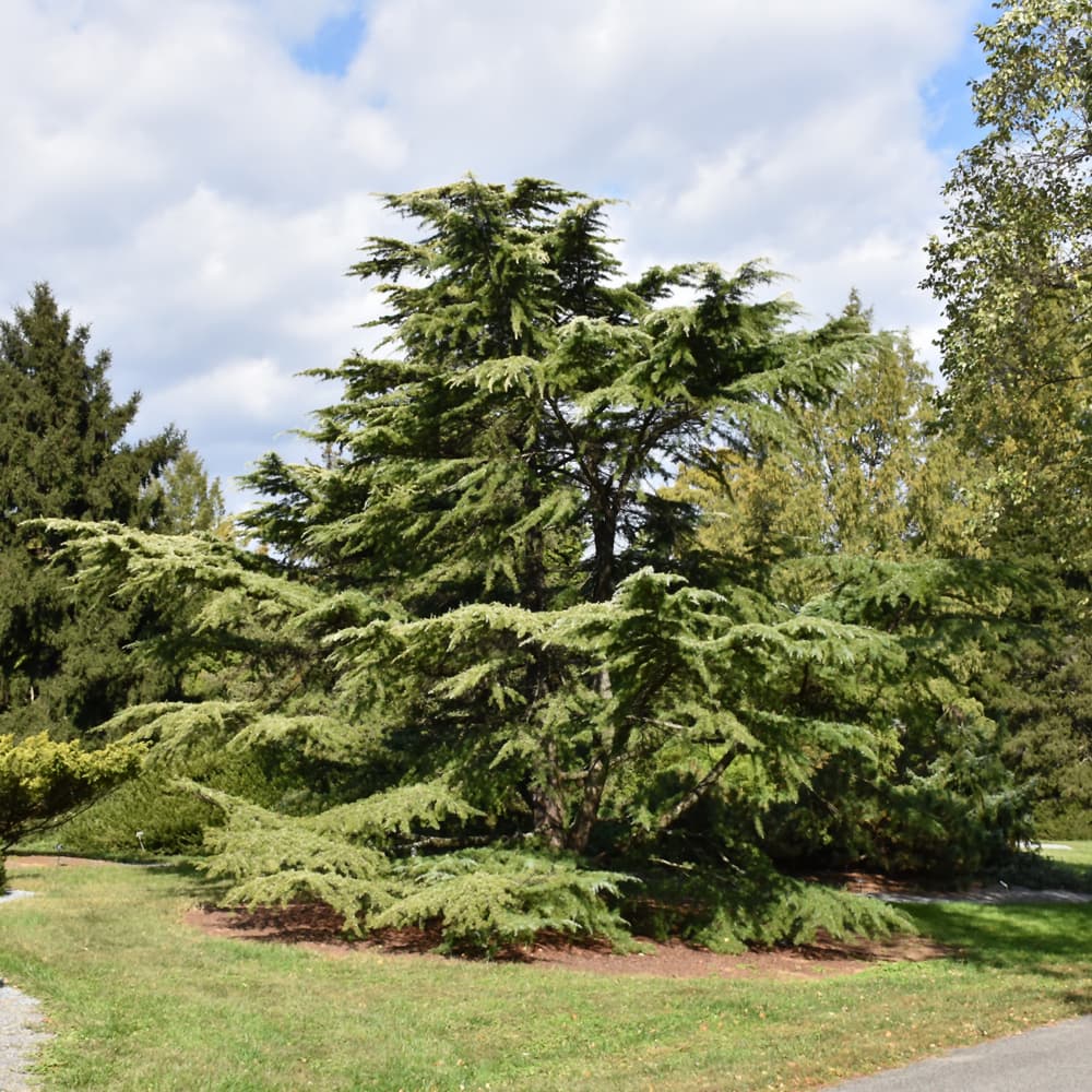 Cedar Golden Deodara