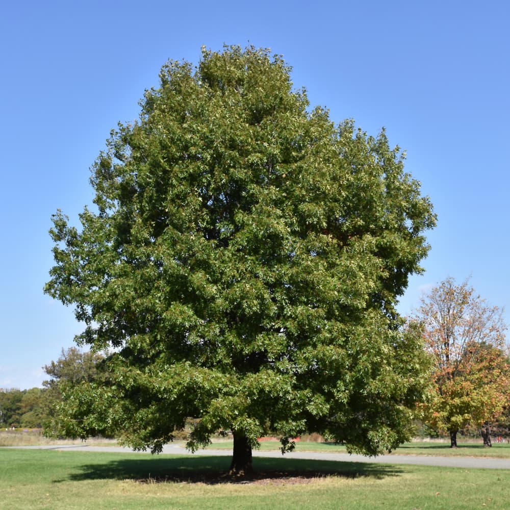 Oak Scarlet