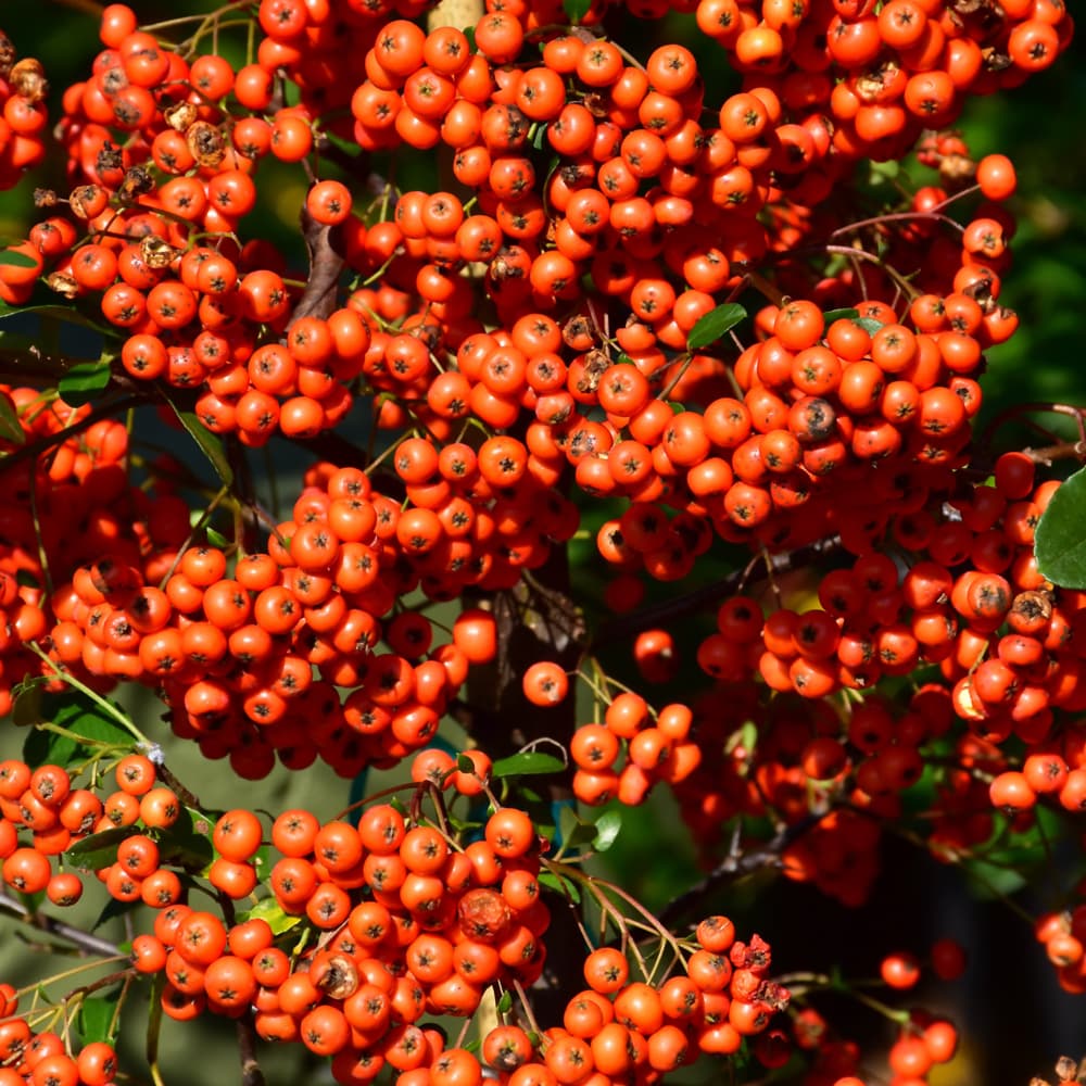 NetPS Plant Finder (www.netpsplantfinder.com)