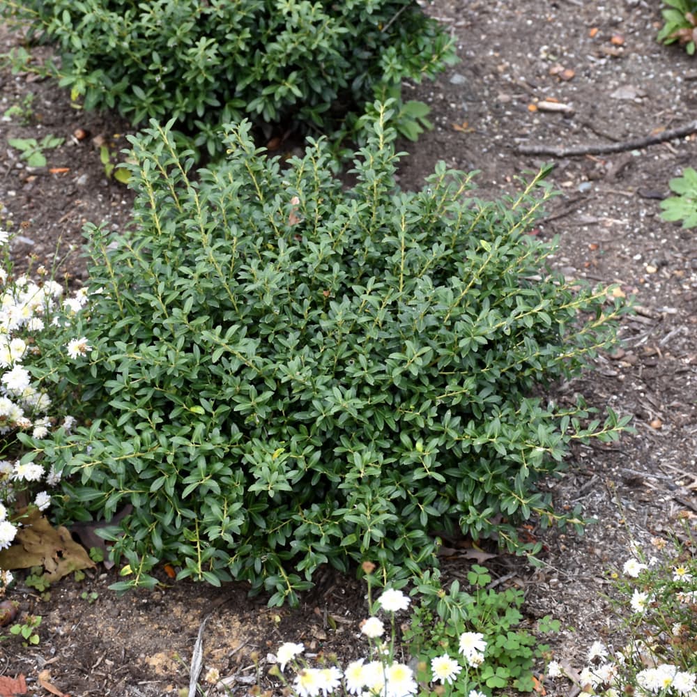 NetPS Plant Finder (www.netpsplantfinder.com)