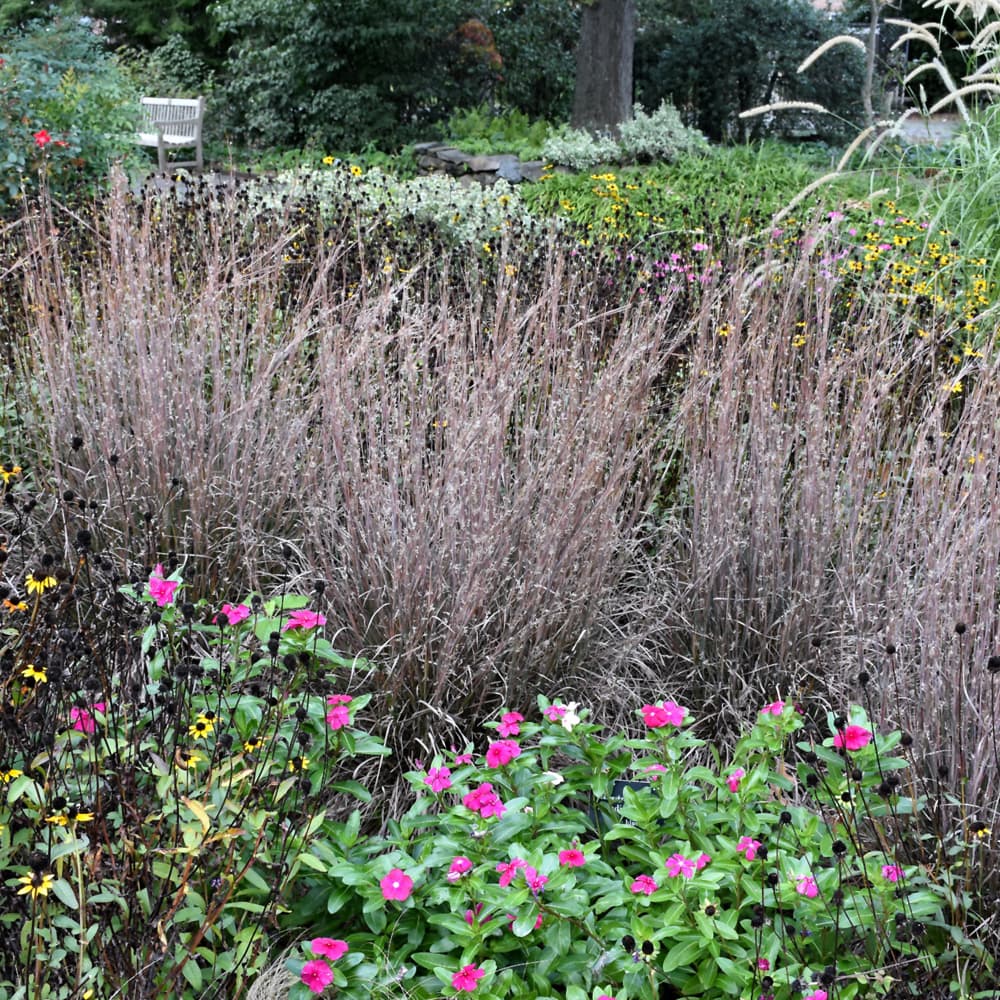 Grass Bluestem Standing