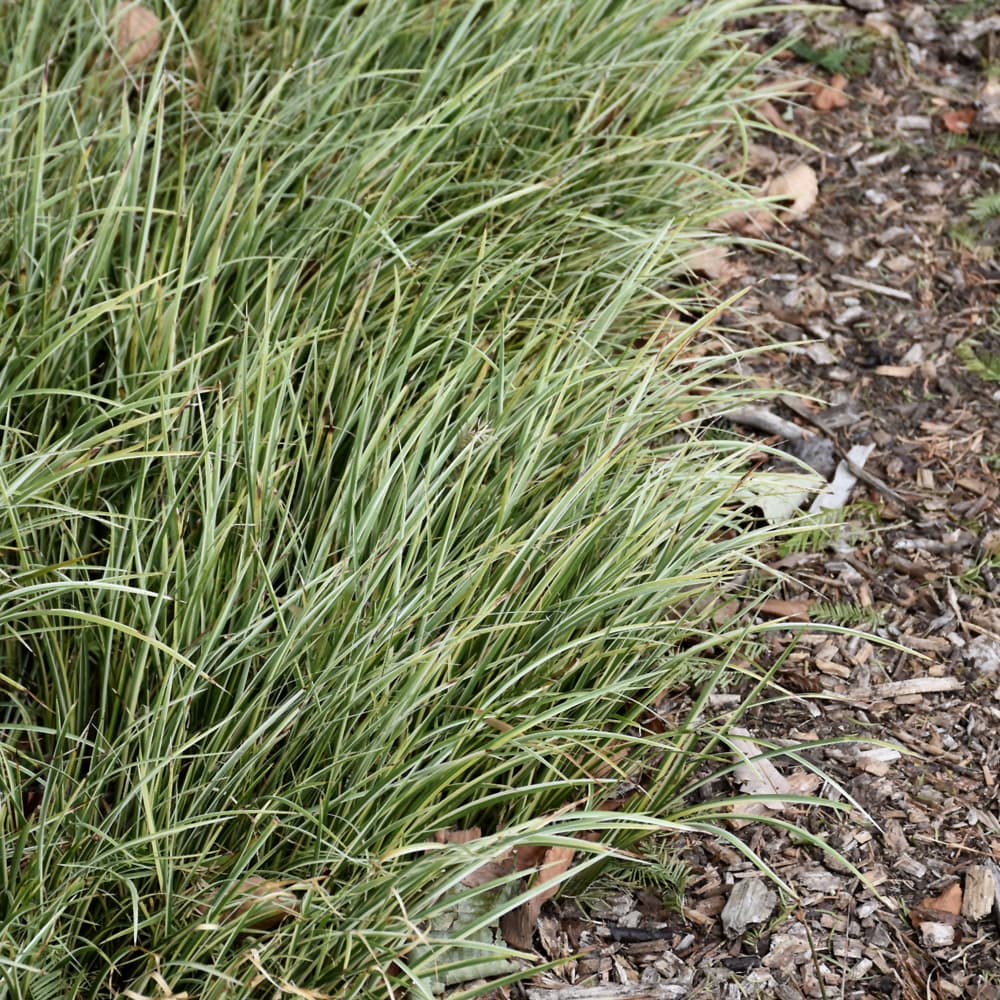 Grass Acorus Variegated