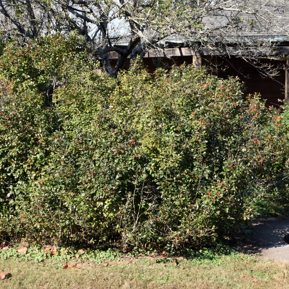 NetPS Plant Finder (www.netpsplantfinder.com)