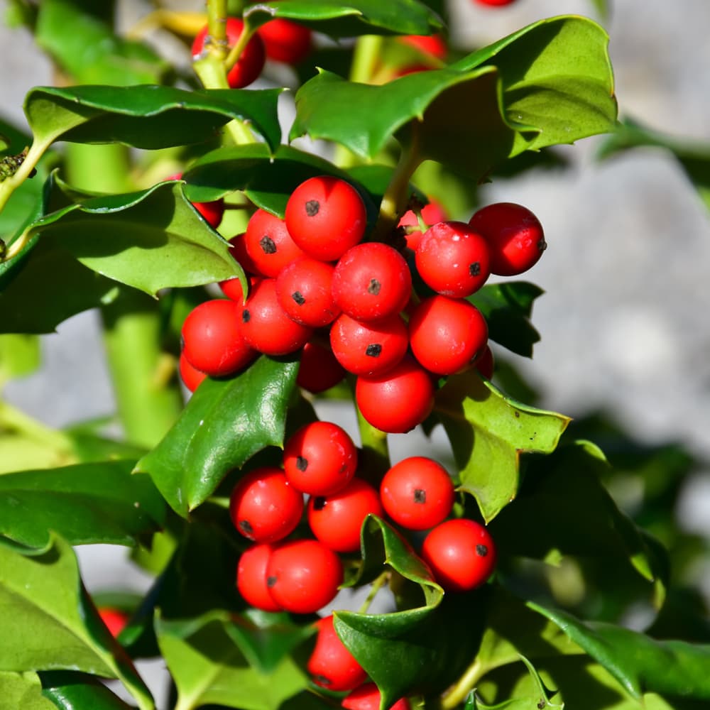 NetPS Plant Finder (www.netpsplantfinder.com)