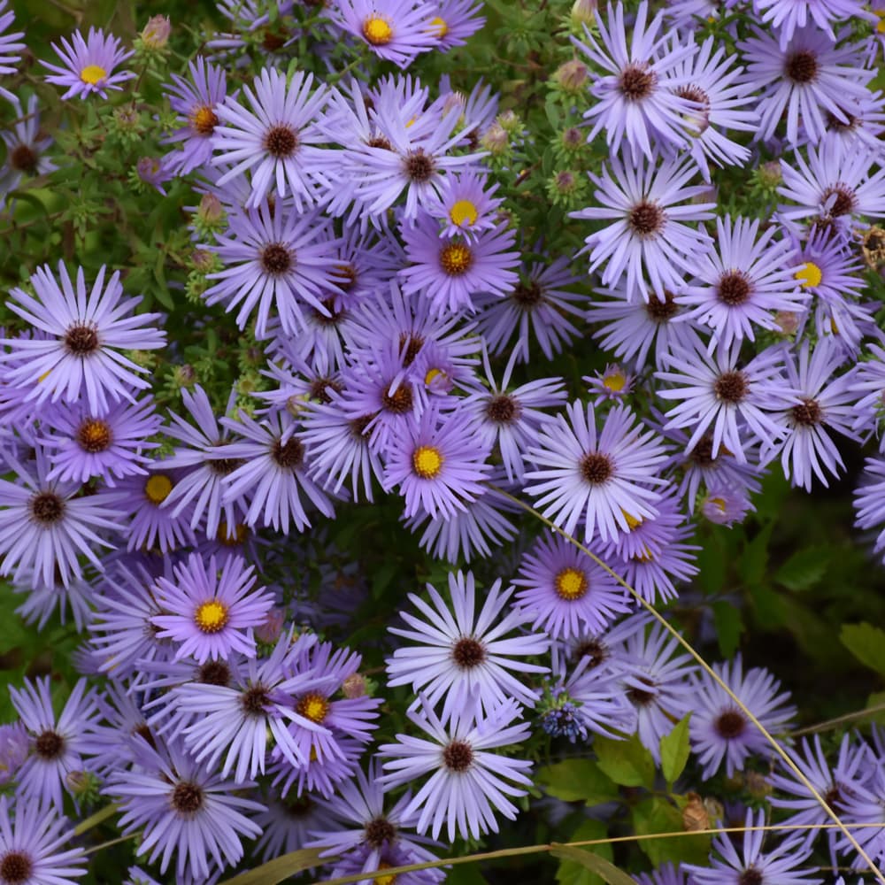 Aster October Skies