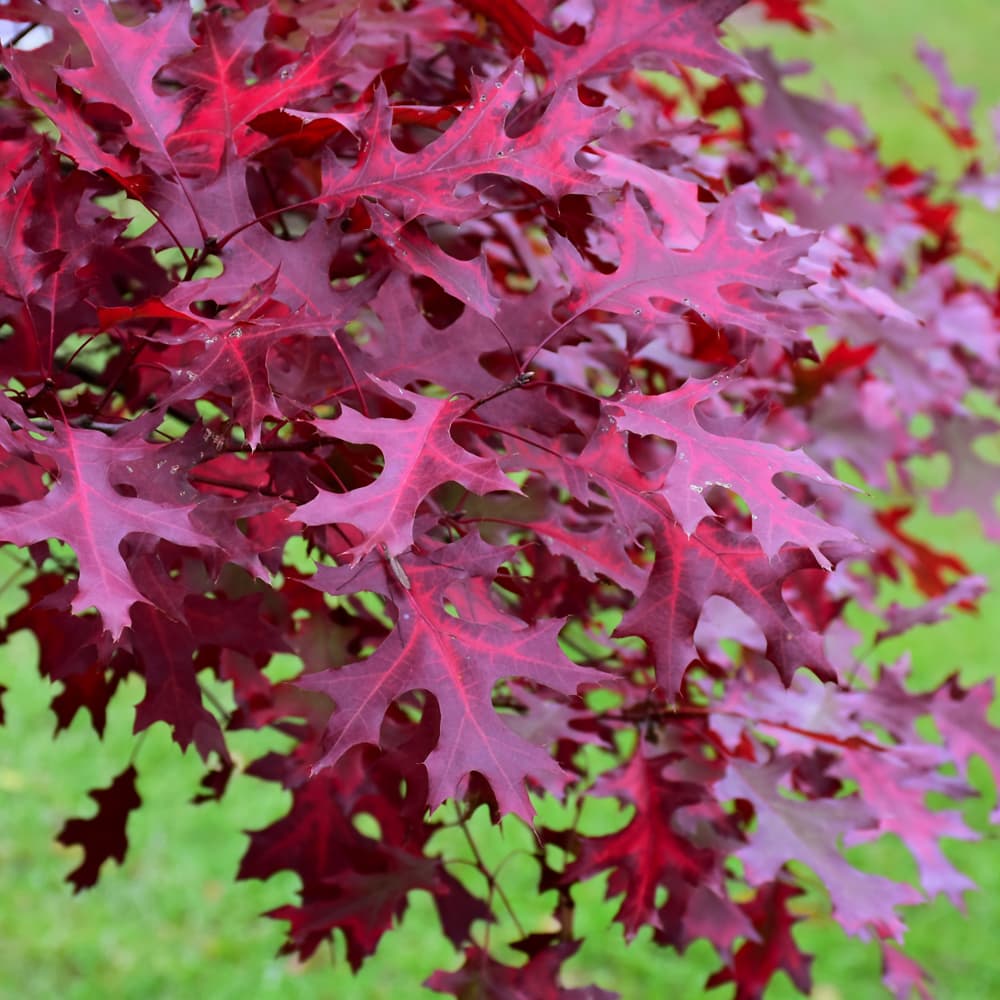 NetPS Plant Finder (www.netpsplantfinder.com)