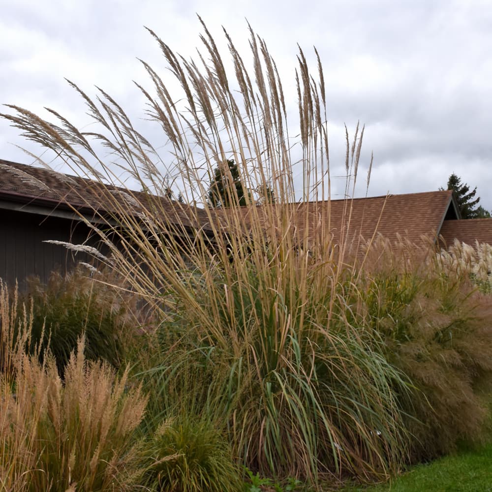 NetPS Plant Finder (www.netpsplantfinder.com)