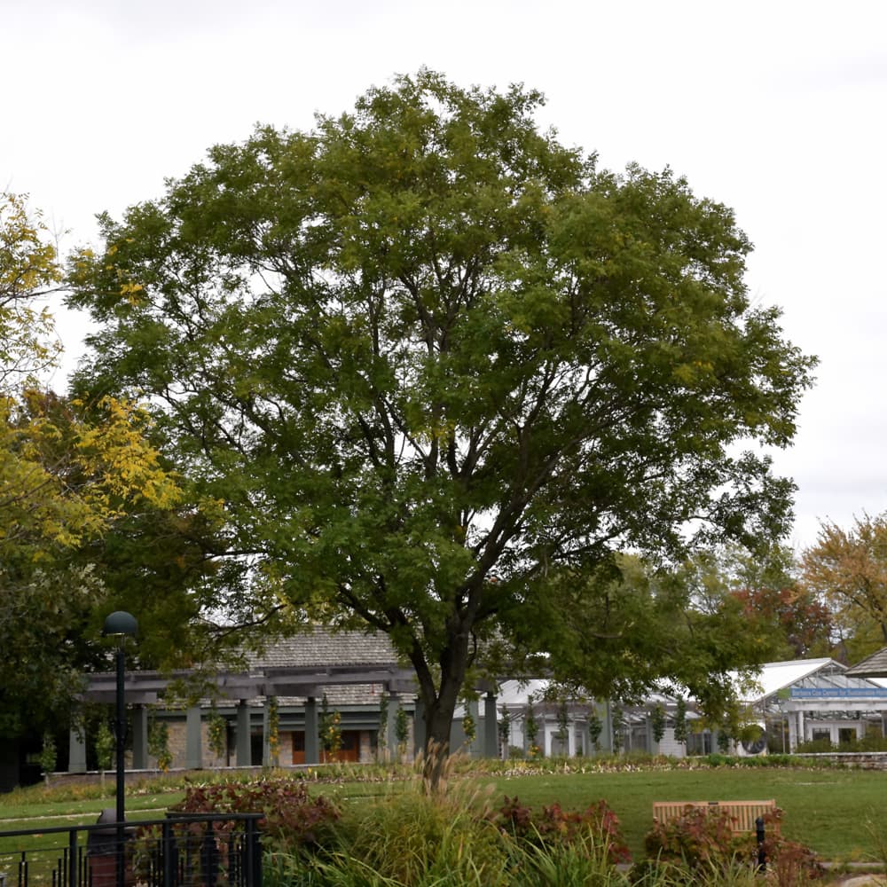 NetPS Plant Finder (www.netpsplantfinder.com)