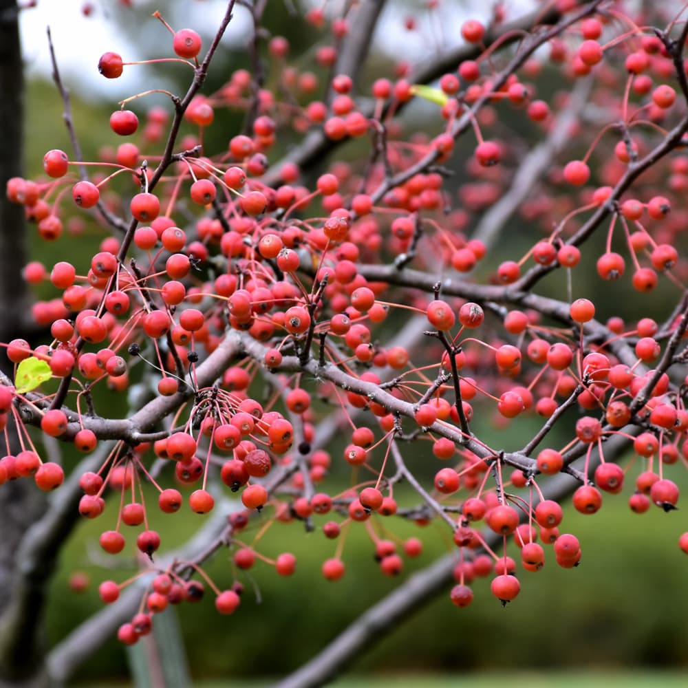 NetPS Plant Finder (www.netpsplantfinder.com)