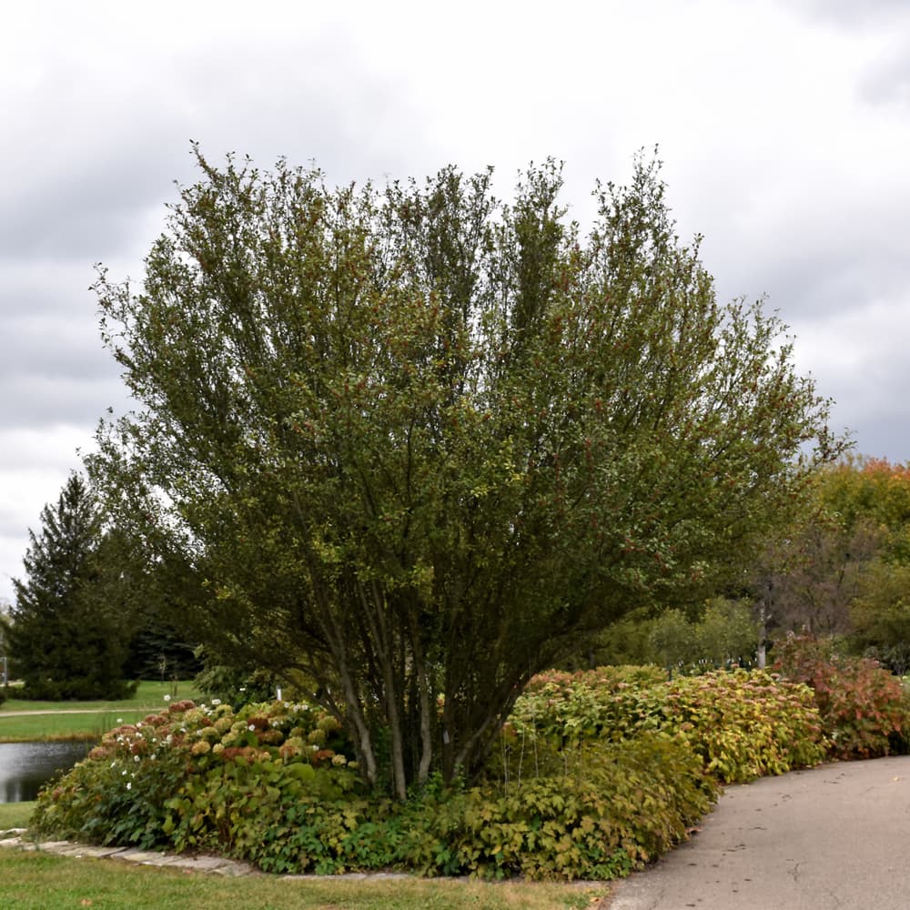 NetPS Plant Finder (www.netpsplantfinder.com)