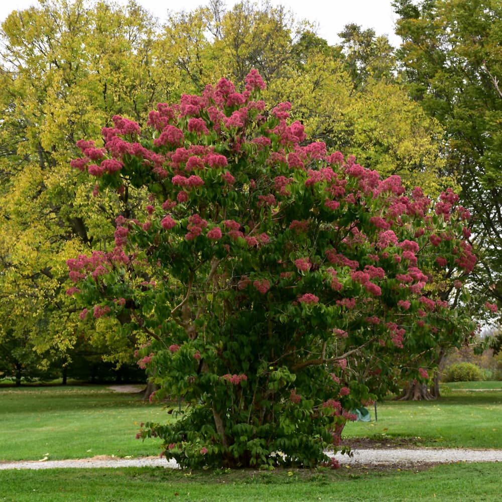 NetPS Plant Finder (www.netpsplantfinder.com)