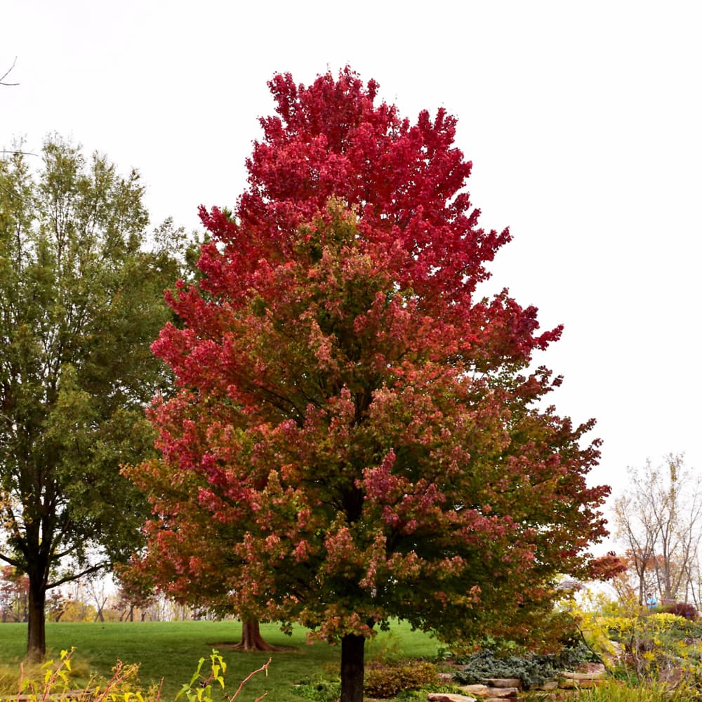Maple Red Sunset