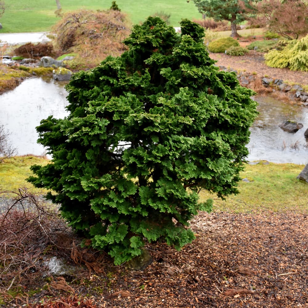Cypress Hinoki Dwarf