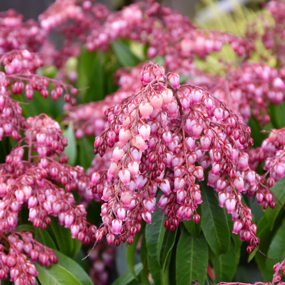 Andromeda Katsura