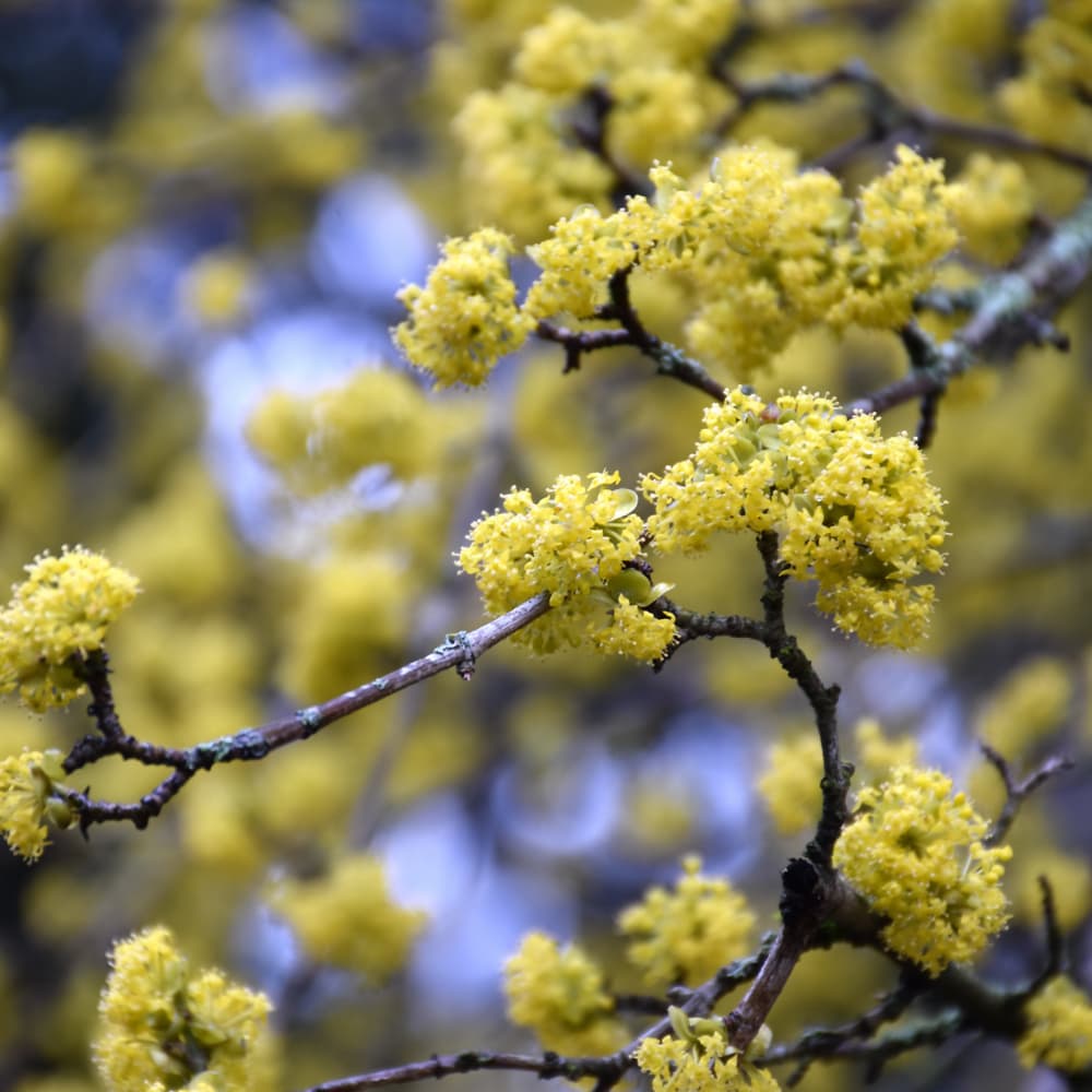 NetPS Plant Finder (www.netpsplantfinder.com)