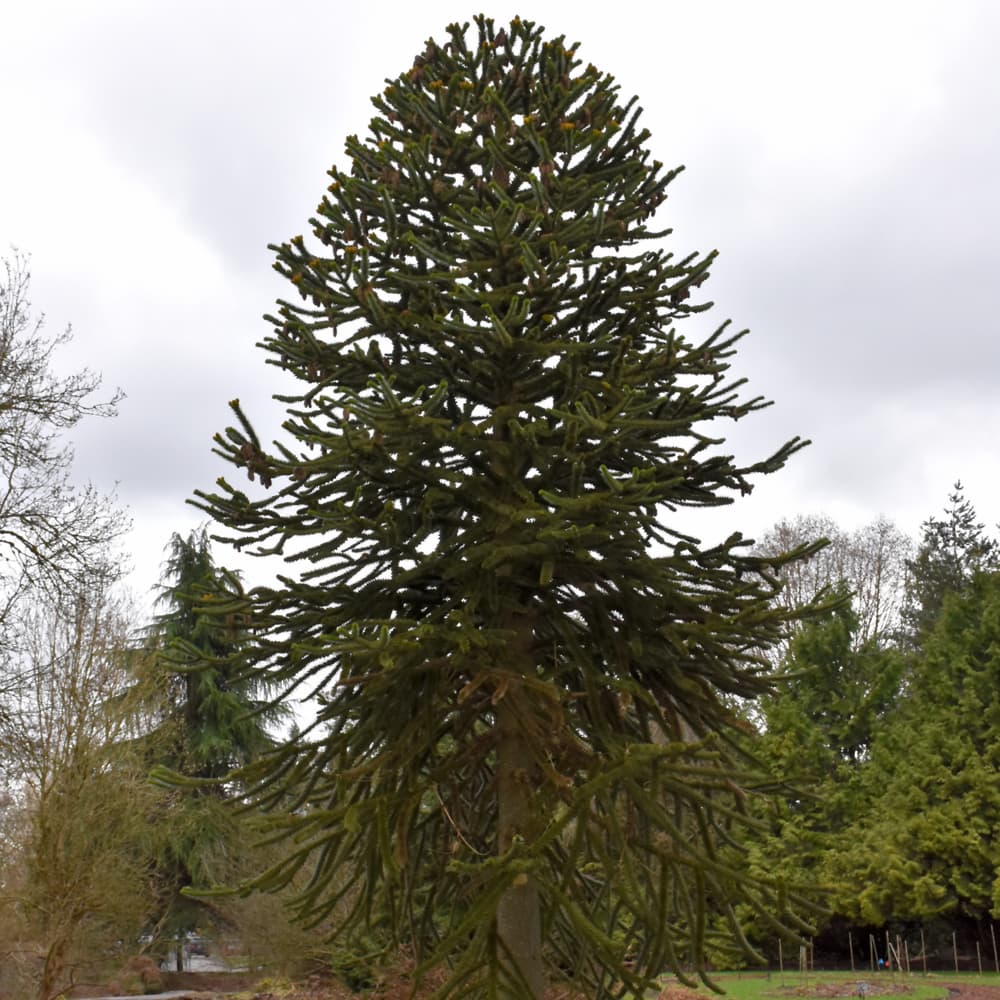 Monkey Puzzle Tree