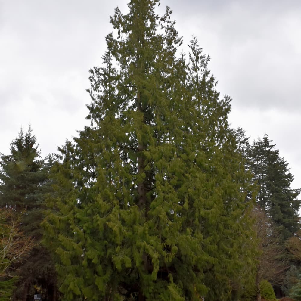 NetPS Plant Finder (www.netpsplantfinder.com)