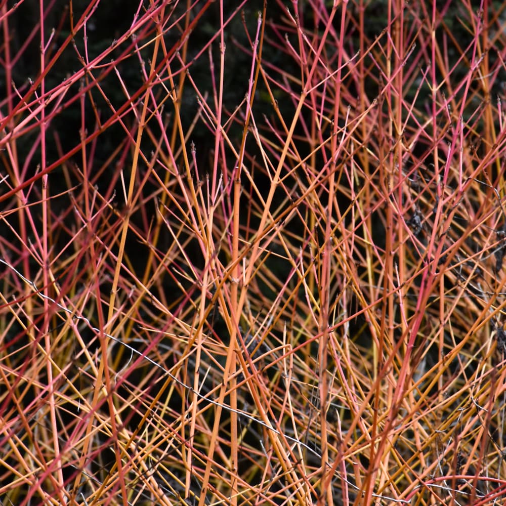 NetPS Plant Finder (www.netpsplantfinder.com)