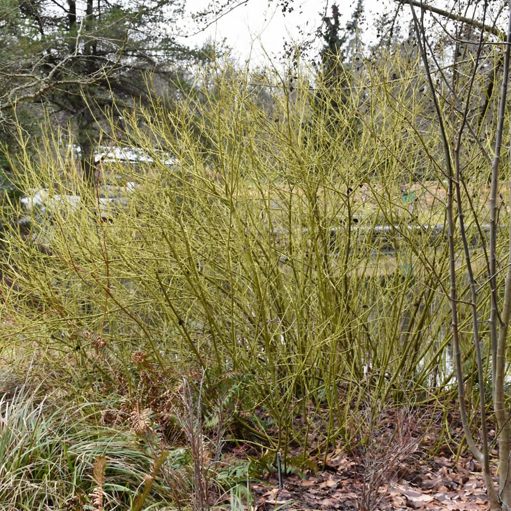 NetPS Plant Finder (www.netpsplantfinder.com)