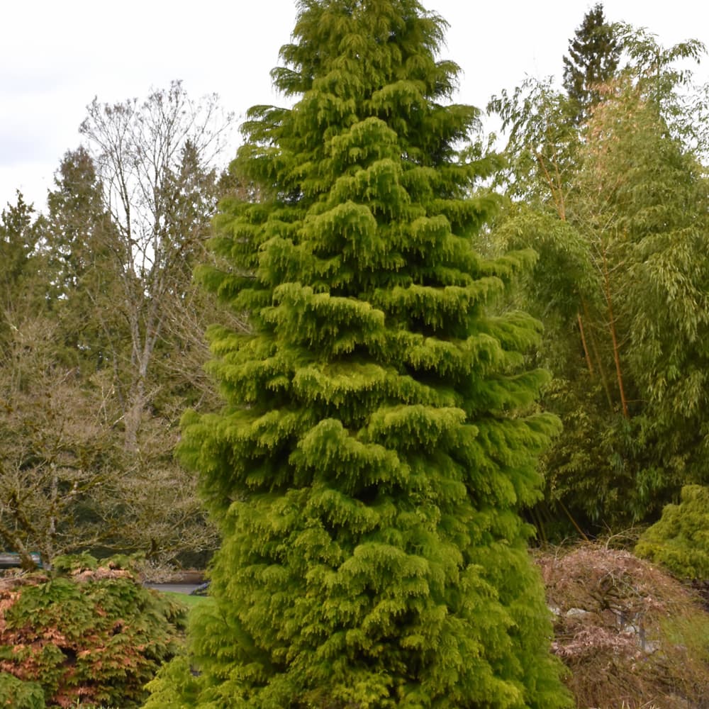 NetPS Plant Finder (www.netpsplantfinder.com)