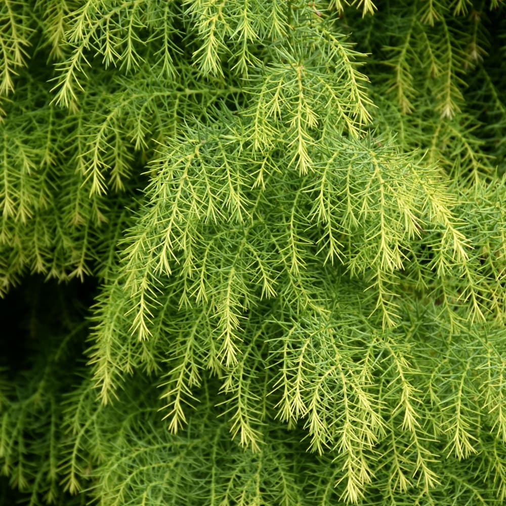 NetPS Plant Finder (www.netpsplantfinder.com)