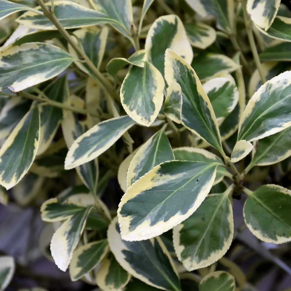 NetPS Plant Finder (www.netpsplantfinder.com)