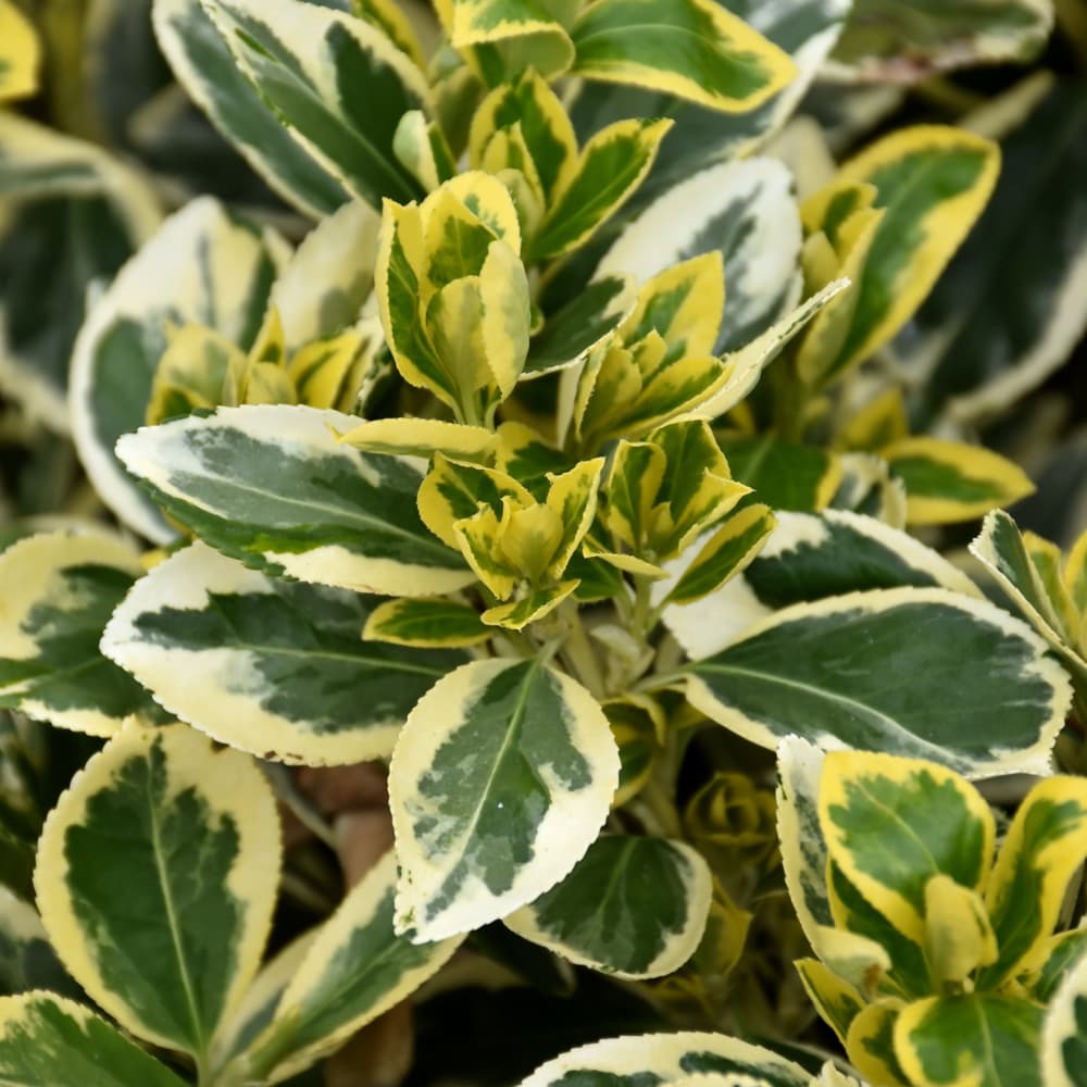 NetPS Plant Finder (www.netpsplantfinder.com)