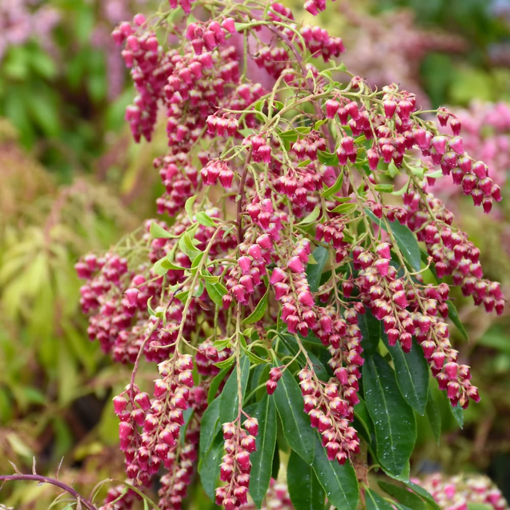 Andromeda Valley Valentine