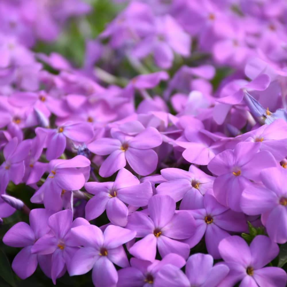 NetPS Plant Finder (www.netpsplantfinder.com)