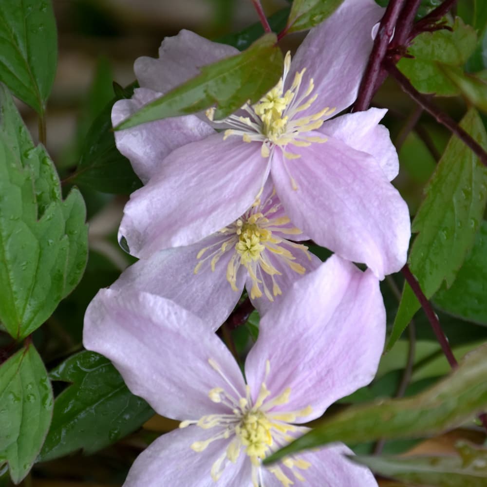 Clematis Montana Rubens
