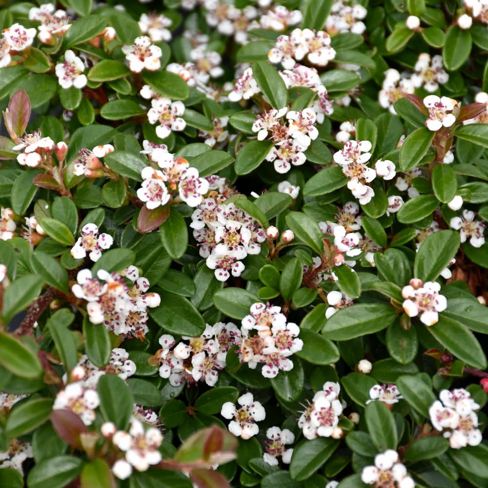 NetPS Plant Finder (www.netpsplantfinder.com)