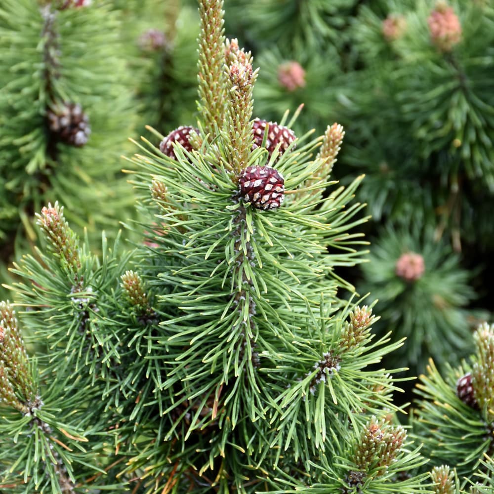 NetPS Plant Finder (www.netpsplantfinder.com)