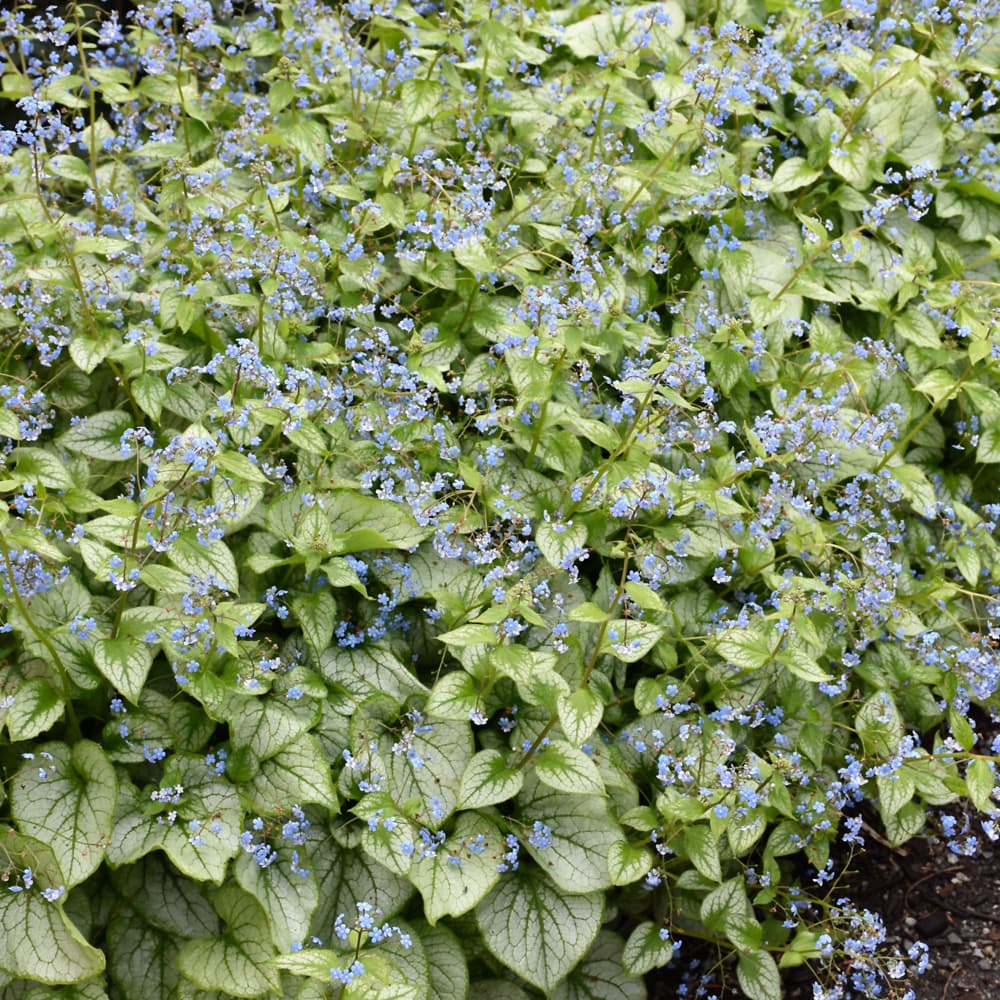 Brunnera Jack Frost