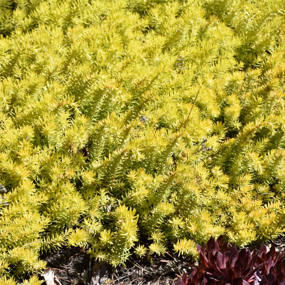 NetPS Plant Finder (www.netpsplantfinder.com)