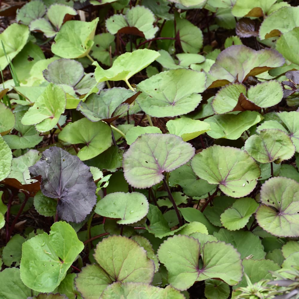 NetPS Plant Finder (www.netpsplantfinder.com)