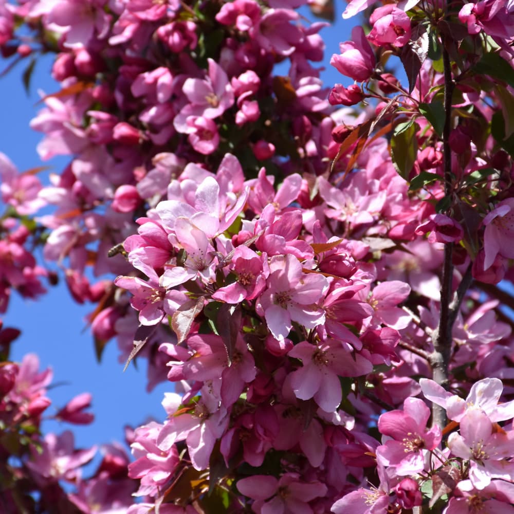 NetPS Plant Finder (www.netpsplantfinder.com)