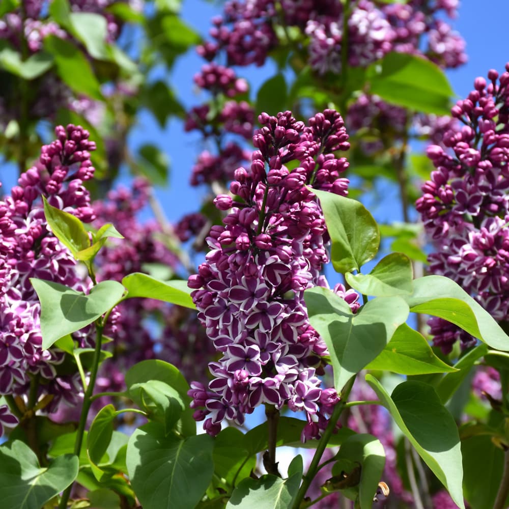 NetPS Plant Finder (www.netpsplantfinder.com)