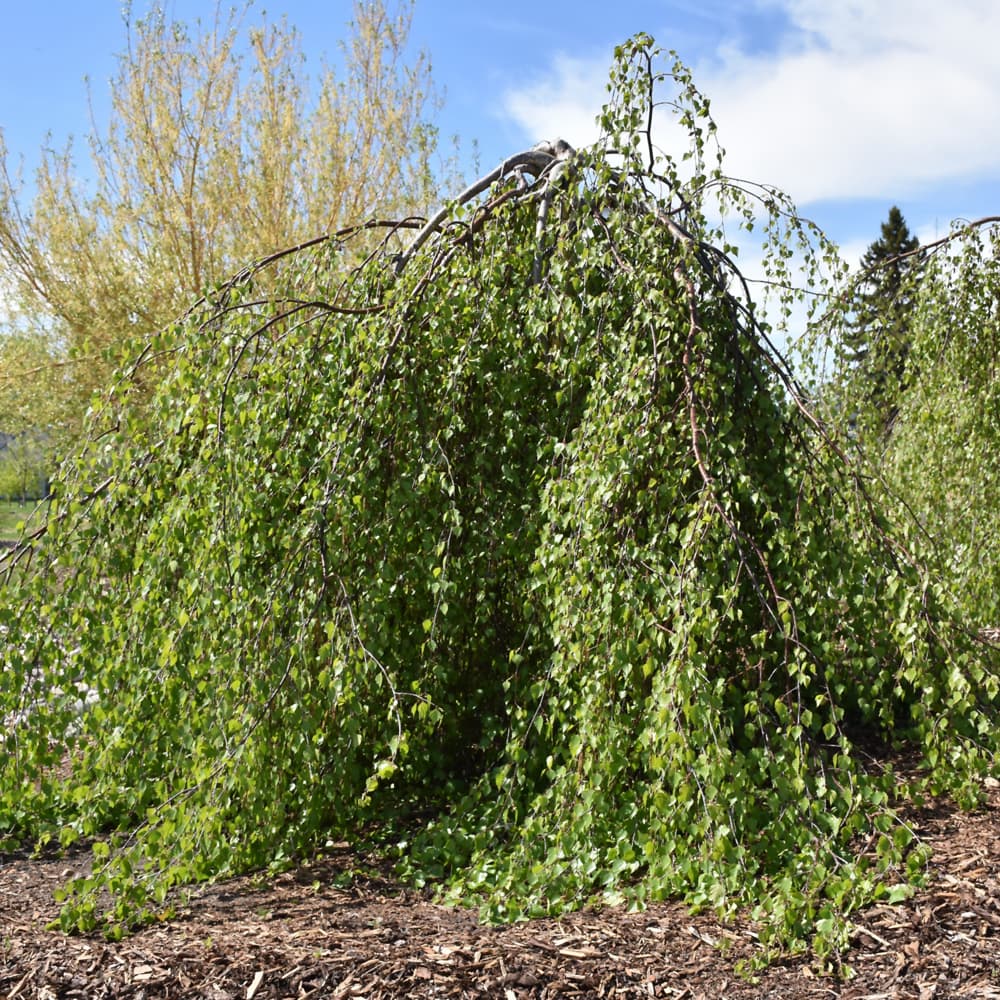 NetPS Plant Finder (www.netpsplantfinder.com)