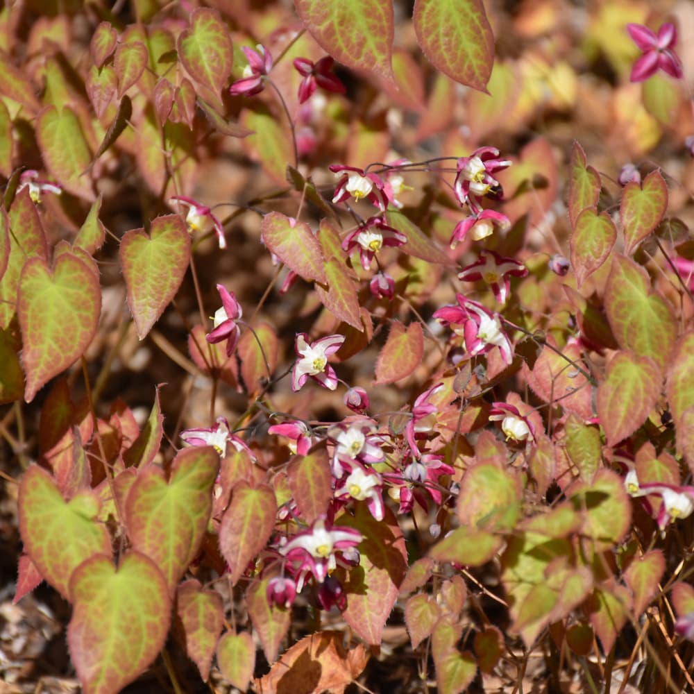 NetPS Plant Finder (www.netpsplantfinder.com)