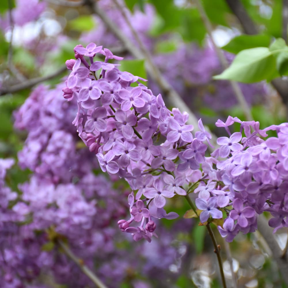 NetPS Plant Finder (www.netpsplantfinder.com)